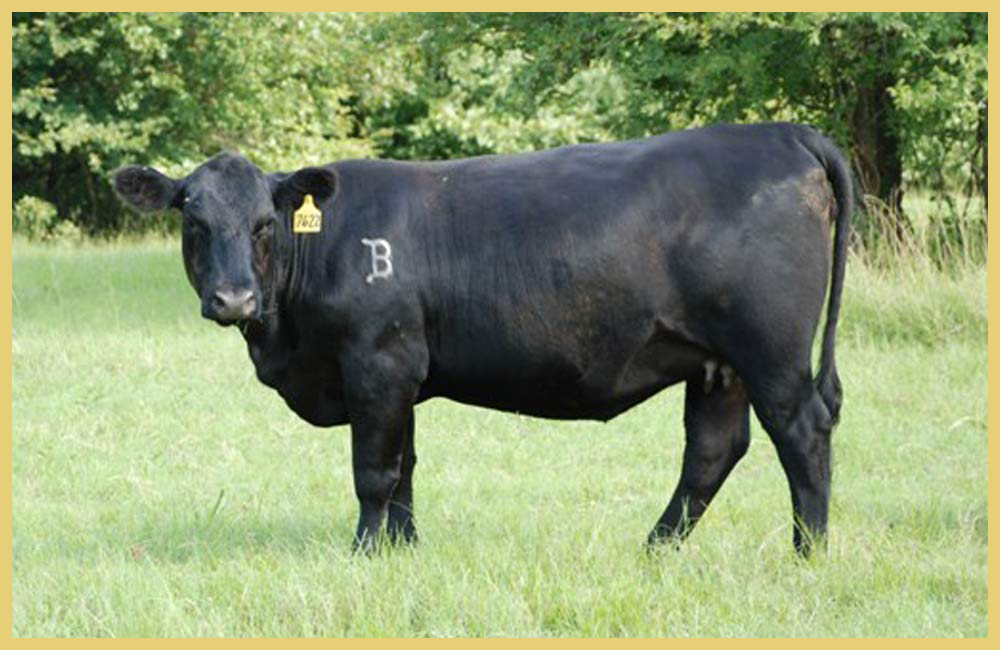 Angus Cattle \u2013 Butler Farms \u2013 Home of Great Cebu and Angus Cattle