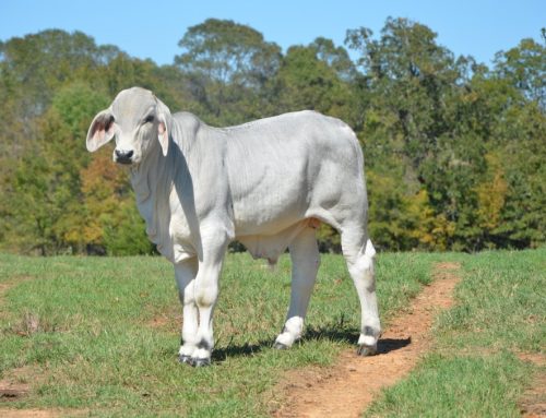 Why Polled?