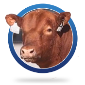 angus-head