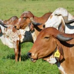 Guzerat Cattle Arrive at Butler Farms