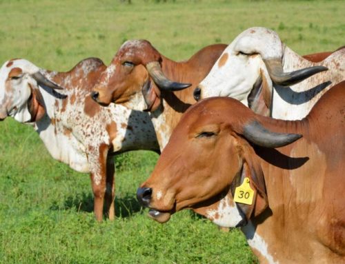Guzerat Cattle Arrive at Butler Farms