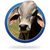 polled-brahmanl-head
